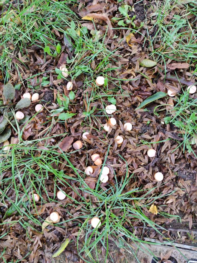 Giftköder-Aufgeschnittene Würstchen und Erdnüsse-Profilbild