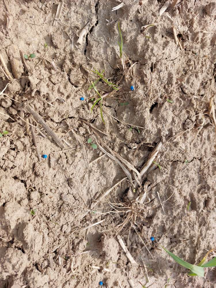 Giftköder-Schneckenkorn auf dem Feld!-Profilbild