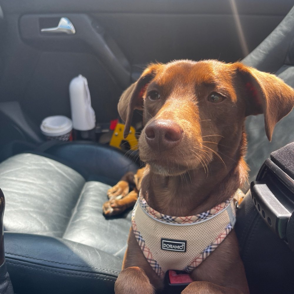 Hundetreffen-Verspielter Wirbelwind sucht Partner zum toben-Profilbild