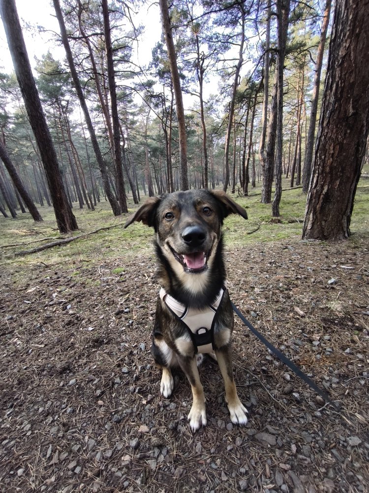 Hundetreffen-Suche eine/n Spielgefährten-Profilbild
