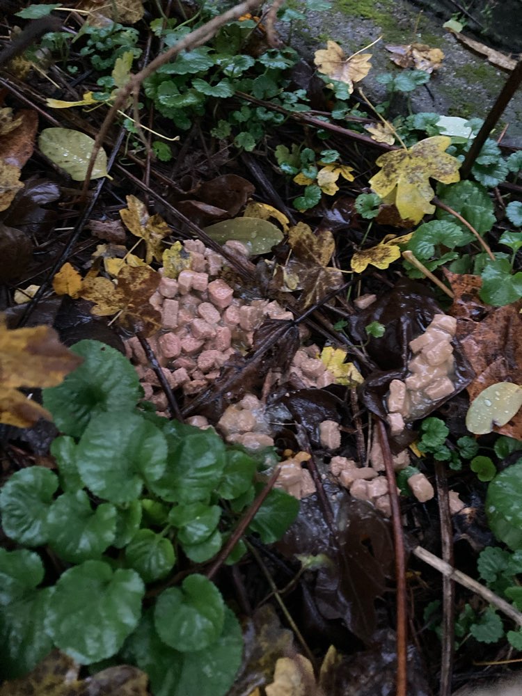 Giftköder-Möglicher Giftköder-Profilbild