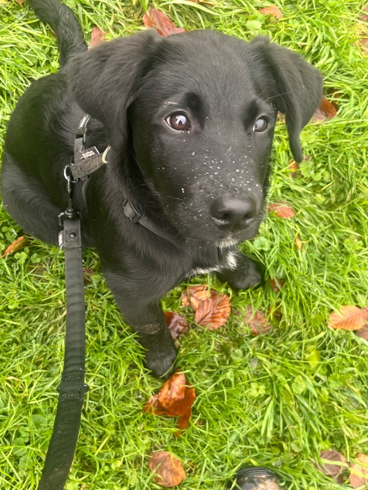 Hundetreffen-Treffen Umgebung Thalwil-Profilbild