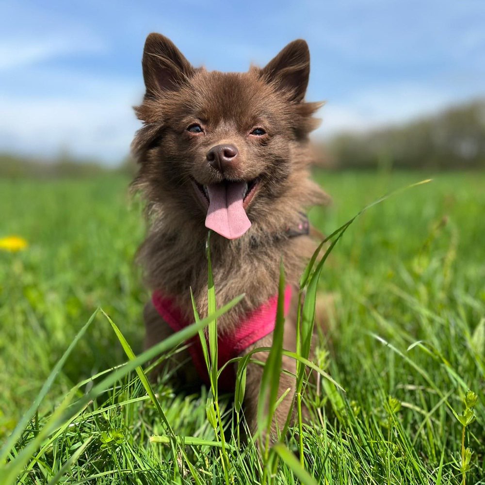 Hundetreffen-HundeGruppe (Limbach-Oberfrohna & Nähe)-Profilbild