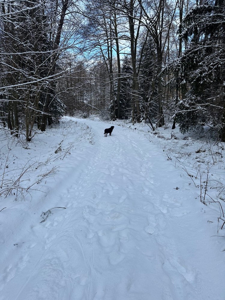 Hundetreffen-Gemeinsamer Spaziergang/Spielerunde-Profilbild