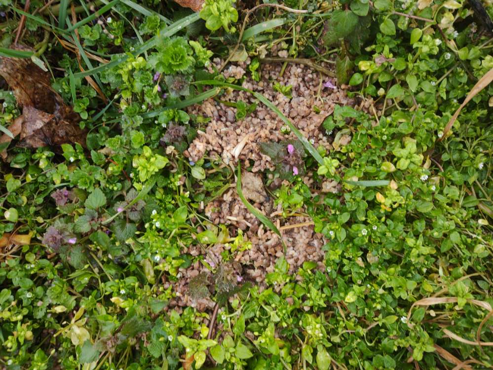 Giftköder-Vermutlich Giftköder-Profilbild