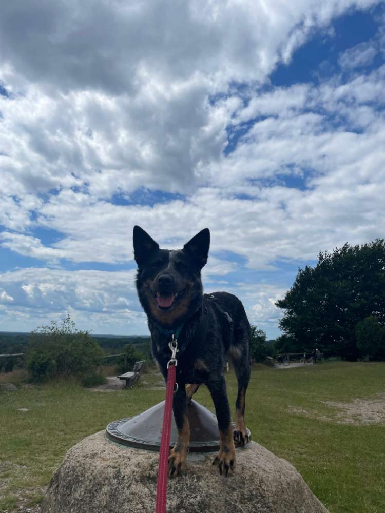 Hundetreffen-Spaziergänge und Wanderungen-Profilbild