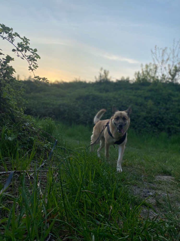 Hundetreffen-Trainingspartner & Friends-Profilbild