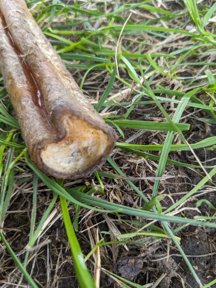 Giftköder-komisch aussehnder Kauknochen-Profilbild