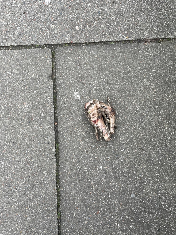 Giftköder-Hühner Keule auf dem Fußweg-Profilbild