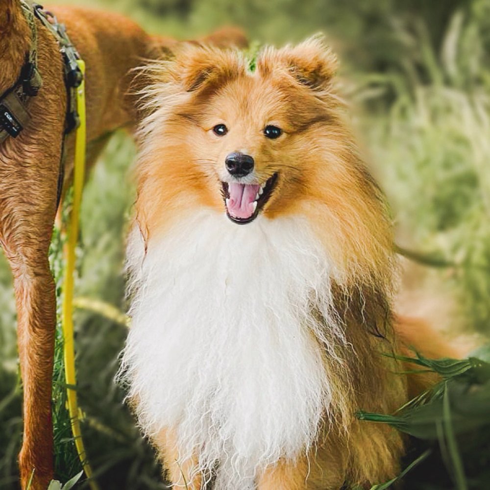 Hundetreffen-Hundefreunde für Marvi 🐾-Profilbild