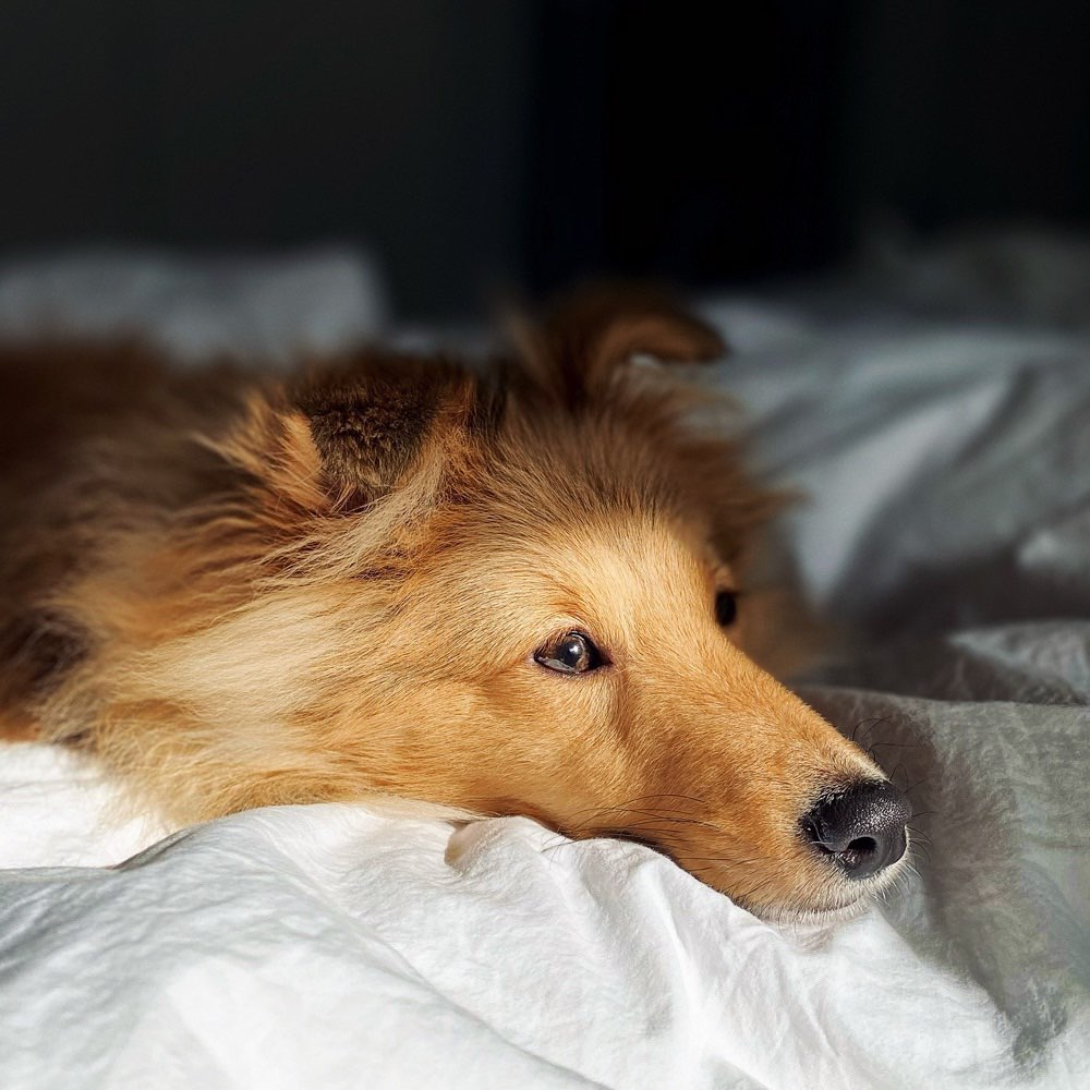 Hundetreffen-Hundefreunde für Marvi 🐾-Profilbild