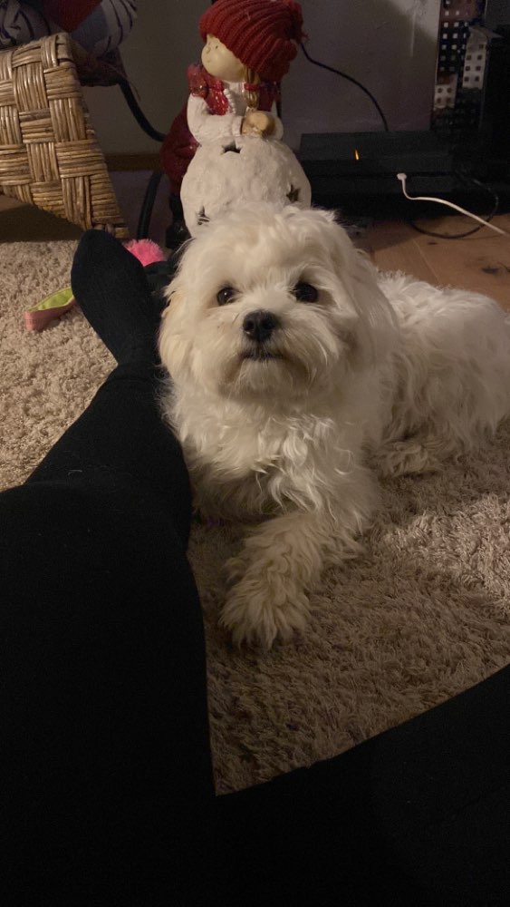 Hundetreffen-Spieltreff mit Luna in Seligenstadt(Umgebung)-Profilbild