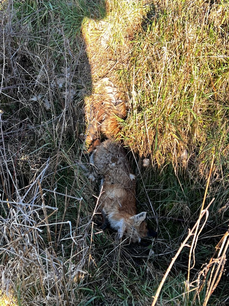 Giftköder-Toter Fuchs-Profilbild