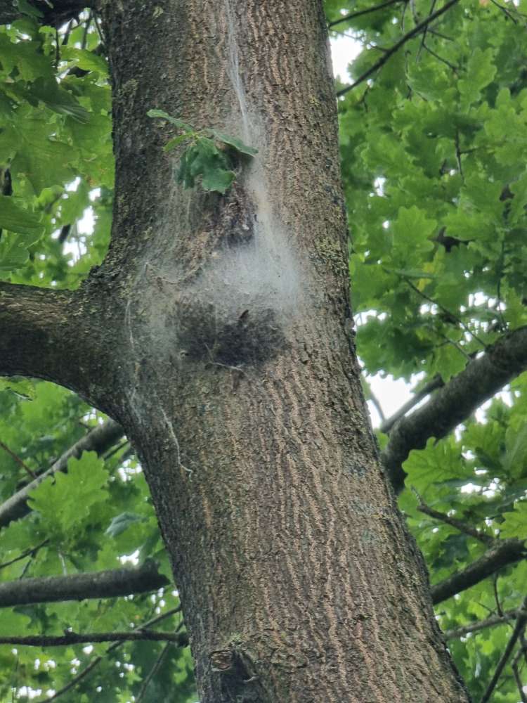 Giftköder-Eichenprozesionsspinner-Profilbild