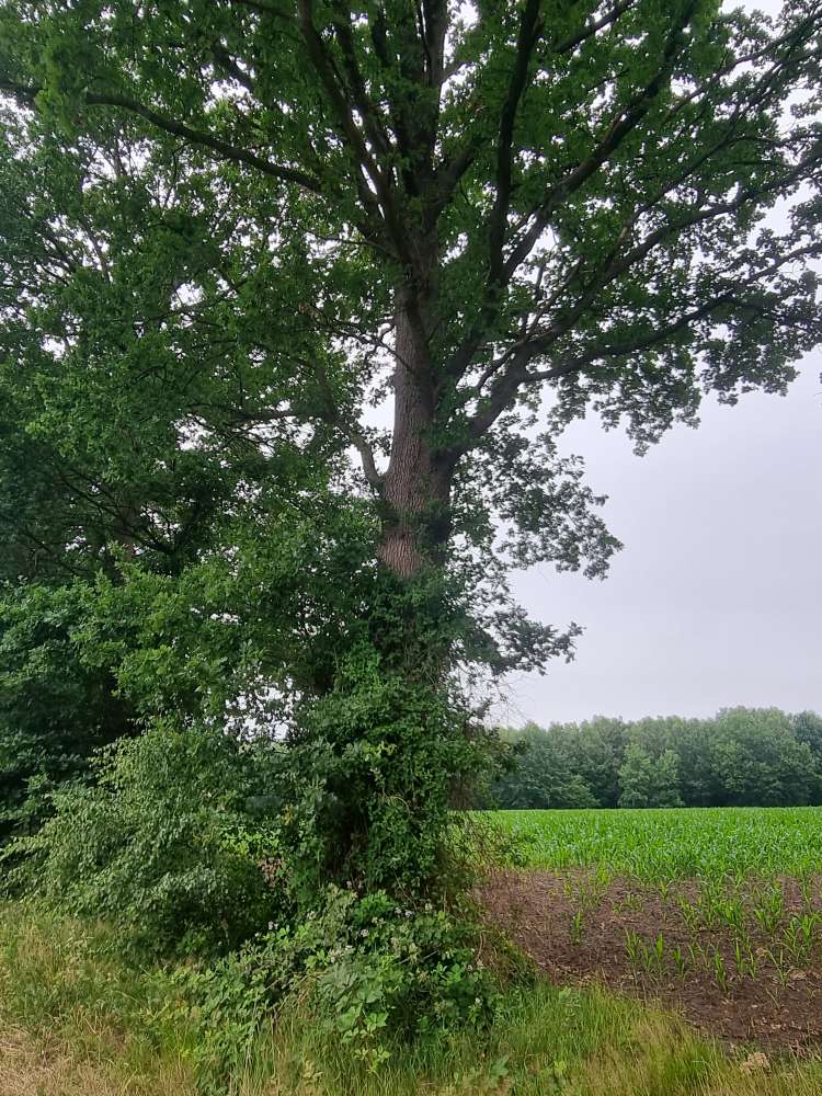 Giftköder-Eichenprozesionsspinner-Profilbild