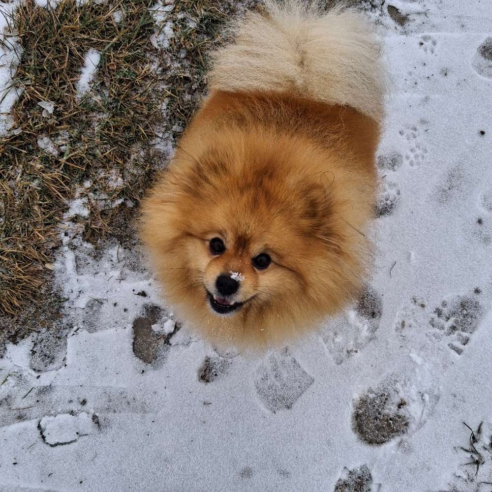 Hundetreffen-Gassifreunde - Kronburg und Umgebung-Profilbild