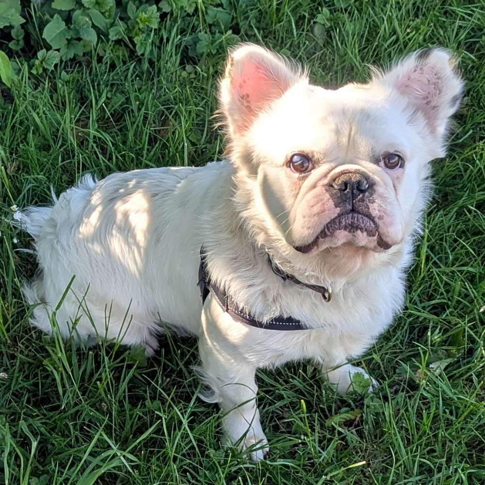 Hundetreffen-Hundefreunde gesucht von Archi für Gassigehen,Toben,Trainieren-Profilbild