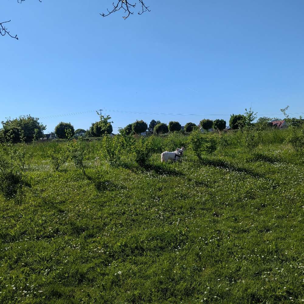 Hundetreffen-Whats App Gruppe Hundefreunde Emmendingen ,Freiburg und Umgebung-Profilbild