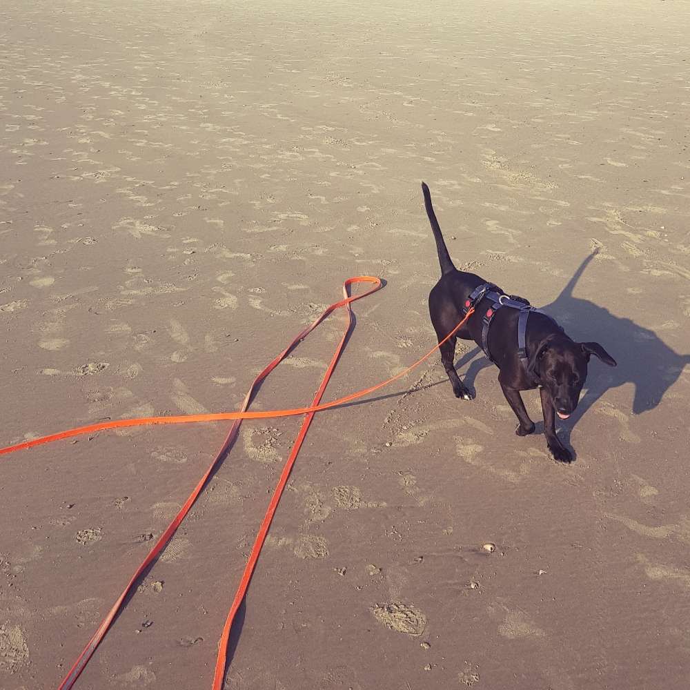 Hundetreffen-Social Walk-Profilbild