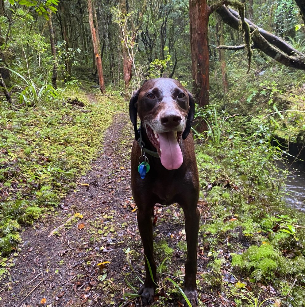 Hundetreffen-Spielpartner Schenefeld und Umgebung-Profilbild