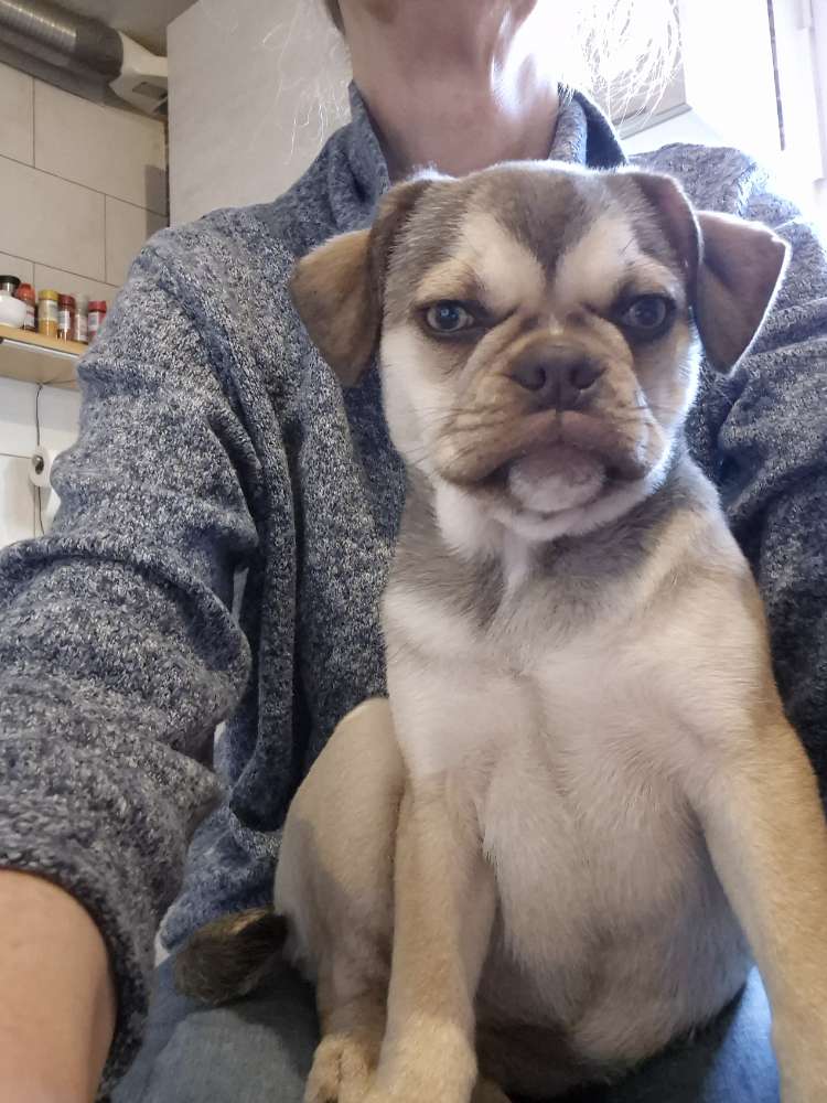 Hundetreffen-Spielpartner/in-Profilbild