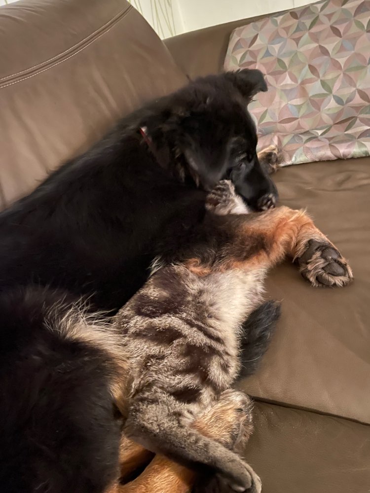 Hundetreffen-Welpentreffen-Profilbild