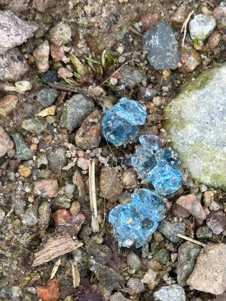 Giftköder-Blaues Glibber-Profilbild