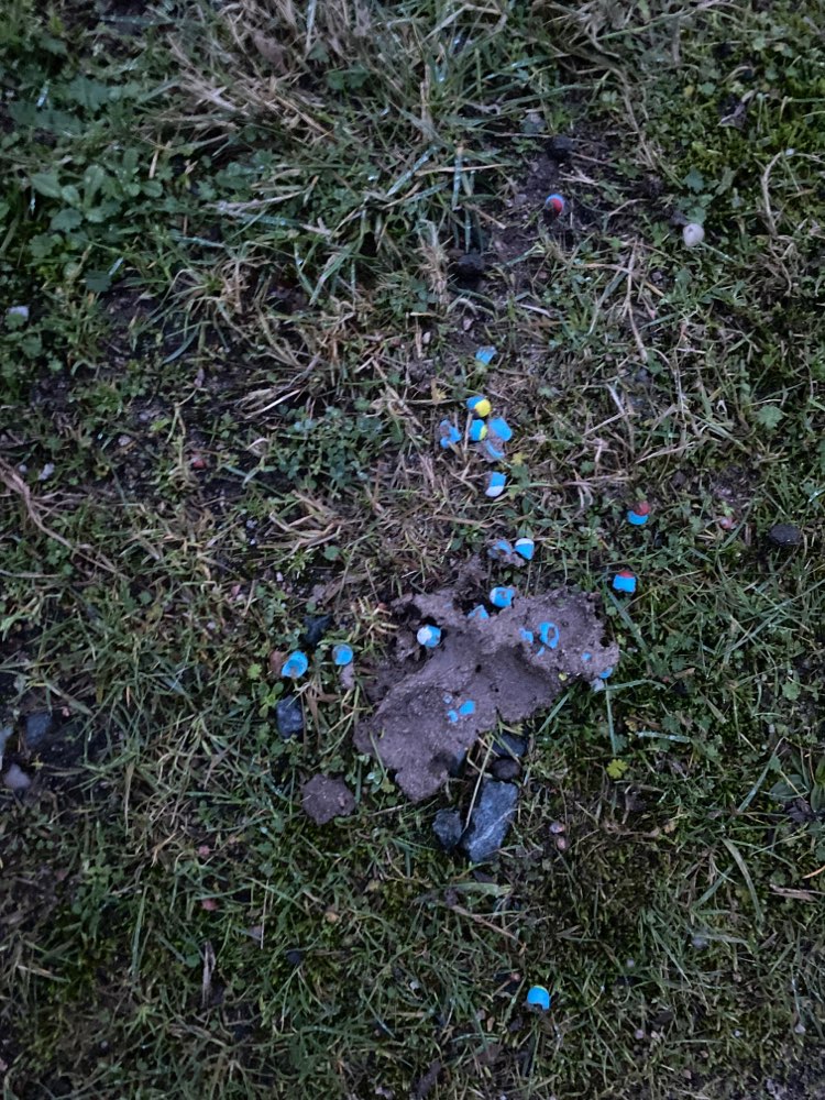 Giftköder-Nicht definierbare blaue Kugeln-Profilbild