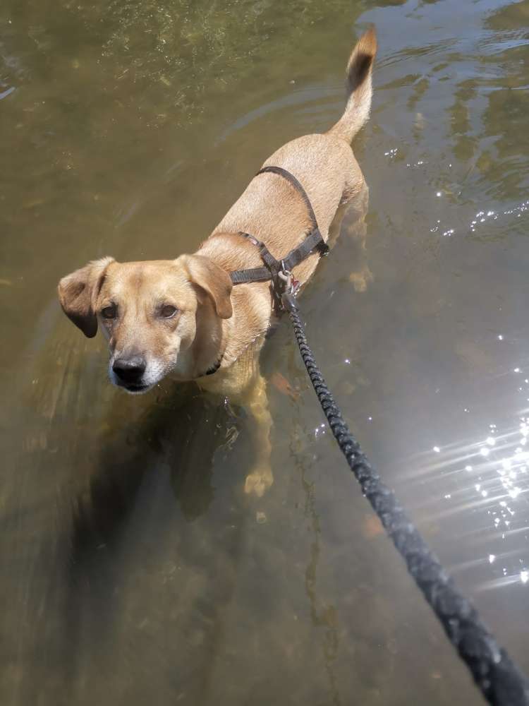 Hundetreffen-Gassi/Spielrunde-Profilbild