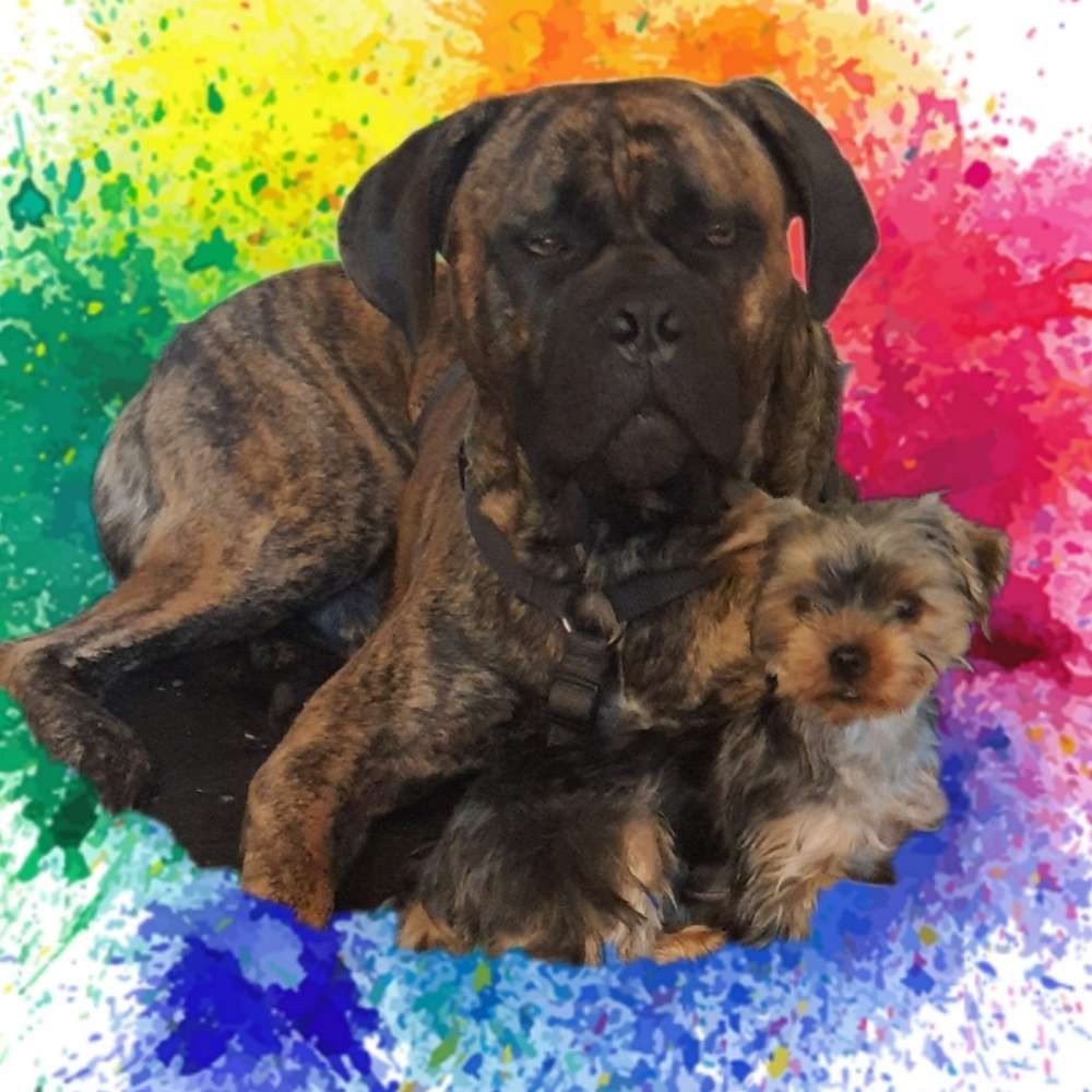 Hundetreffen-Treffen-Profilbild