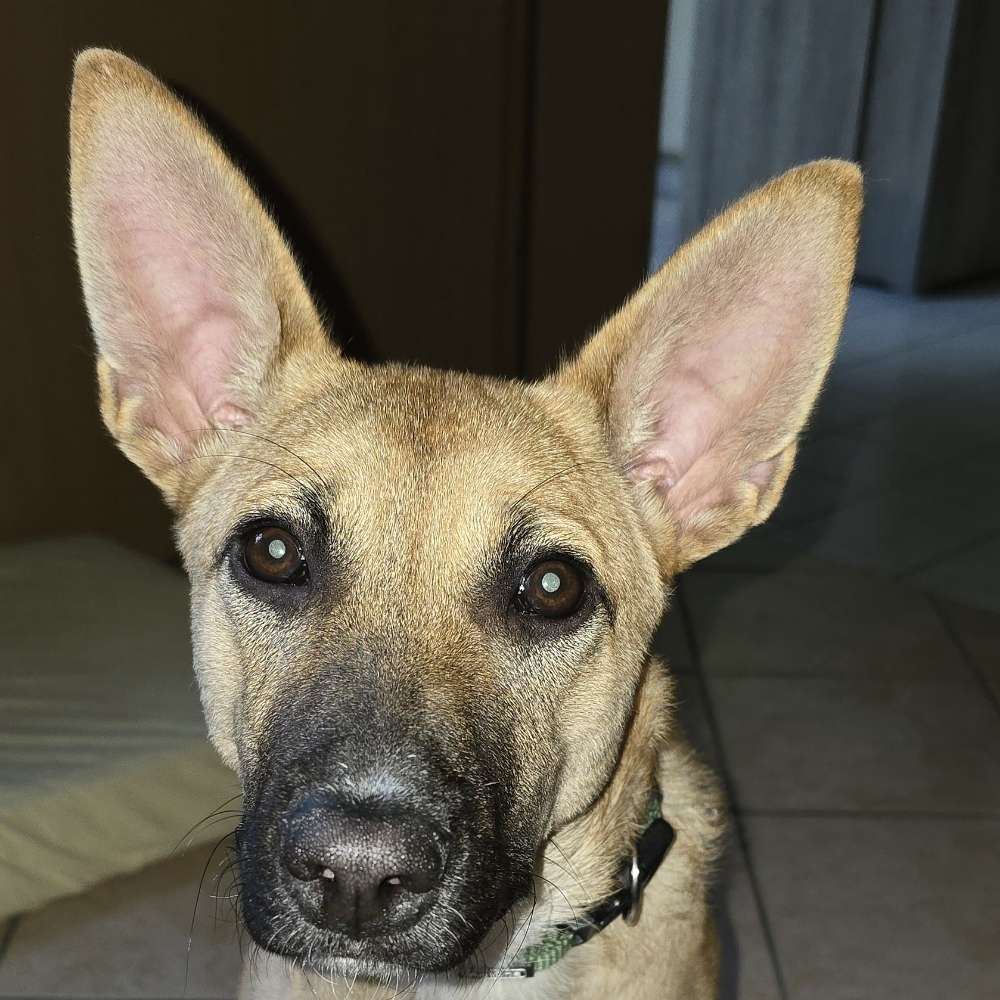 Hundetreffen-Hundewiesen zum gemeinsamen Spielen gesucht-Profilbild