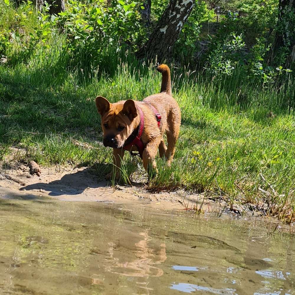 Hundetreffen-Welpenspielrunde Briesen und Umgebung-Profilbild