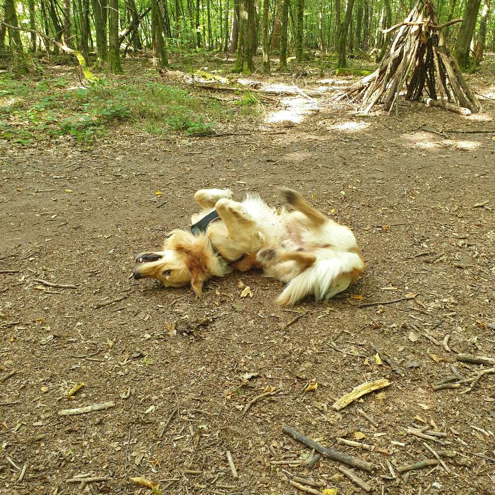 Hundetreffen-Jamie freut sich über neue Kontakte-Profilbild