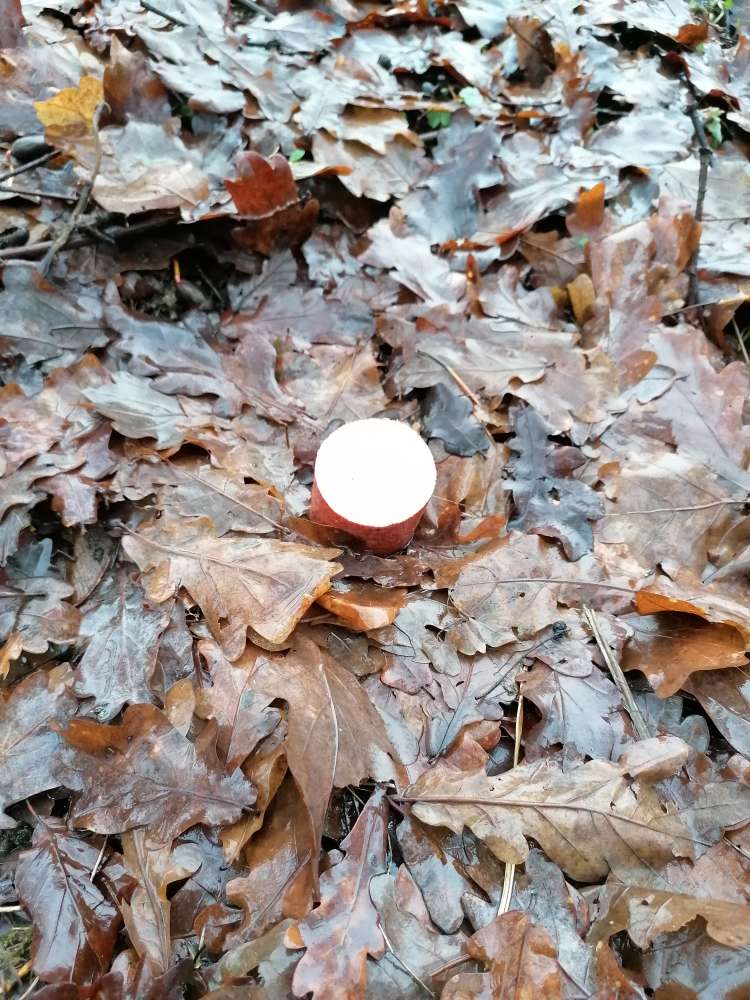 Giftköder-Giftköter-Profilbild