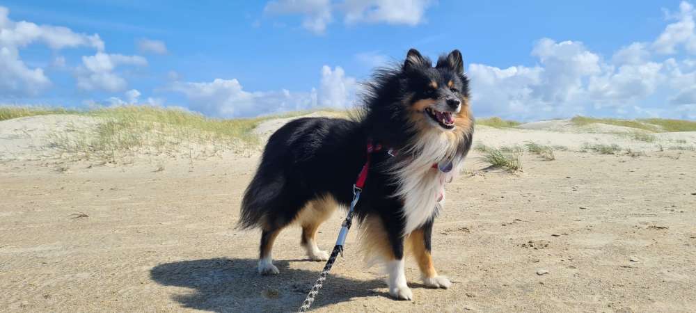 Hundetreffen-Spieltreffen/gemeinsames Gassi gehen-Profilbild