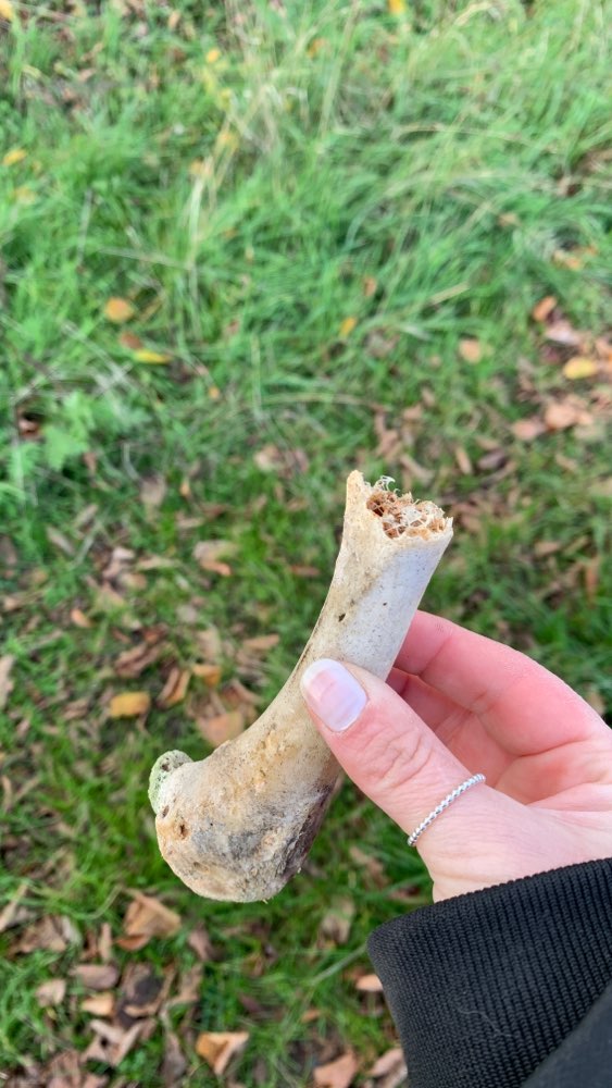 Giftköder-stinkender Teil eines Knochen-Profilbild