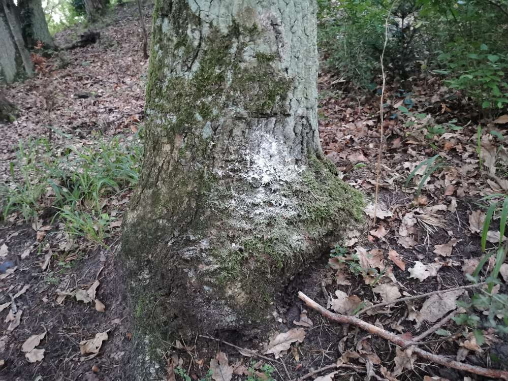 Giftköder-weißes Pulver unbekannter Zusammensetzun-Profilbild