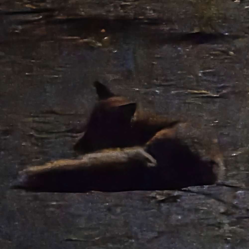 Giftköder-Desorientierter Fuchs. Läuft im Kreis-Profilbild