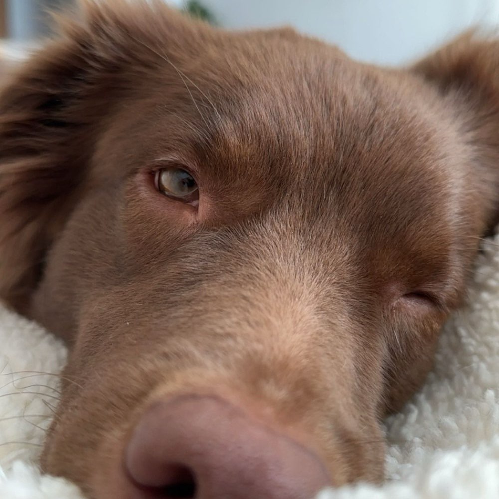 Hundetreffen-Playdate for all-Profilbild