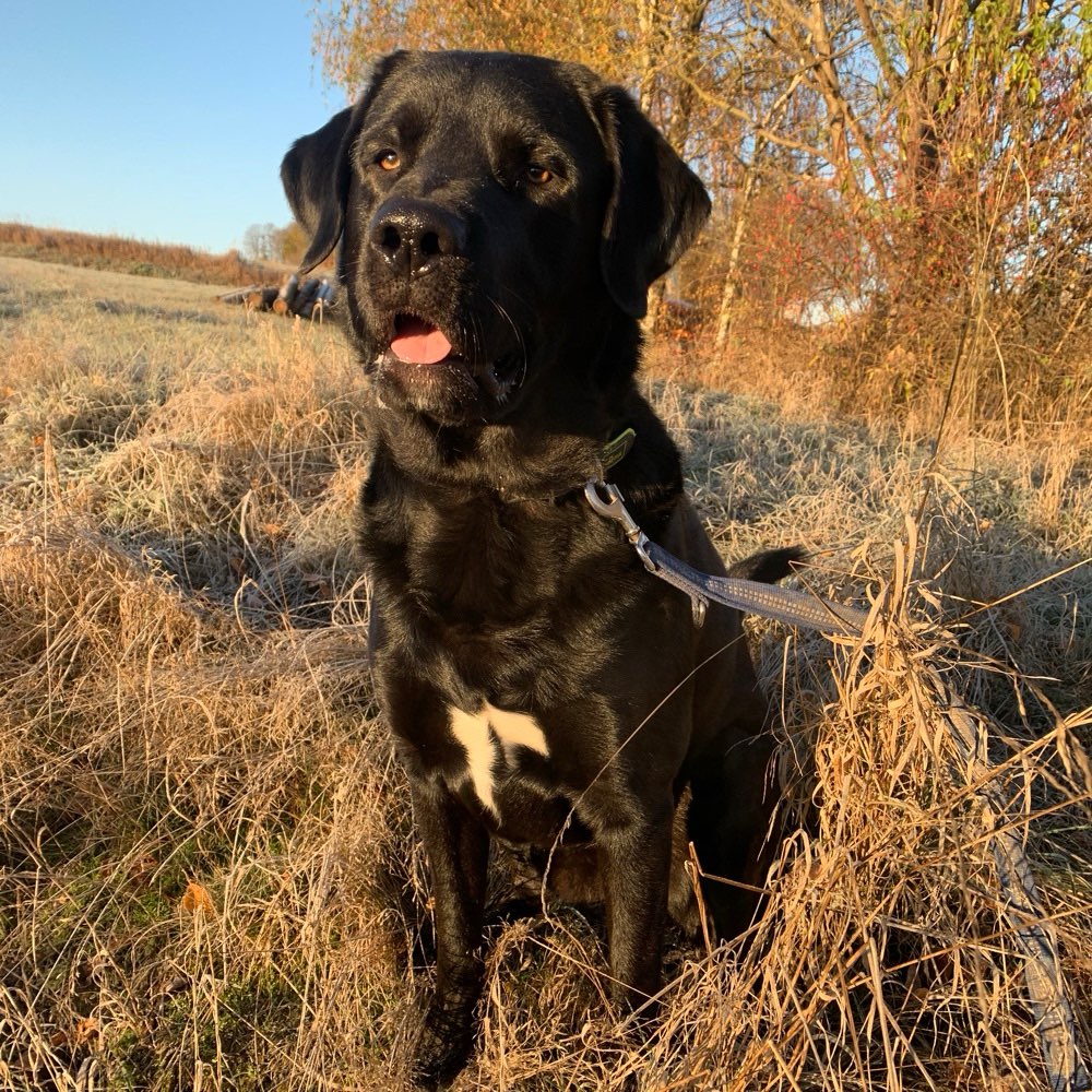 Hundetreffen-Spazier- und Spielerunde-Profilbild