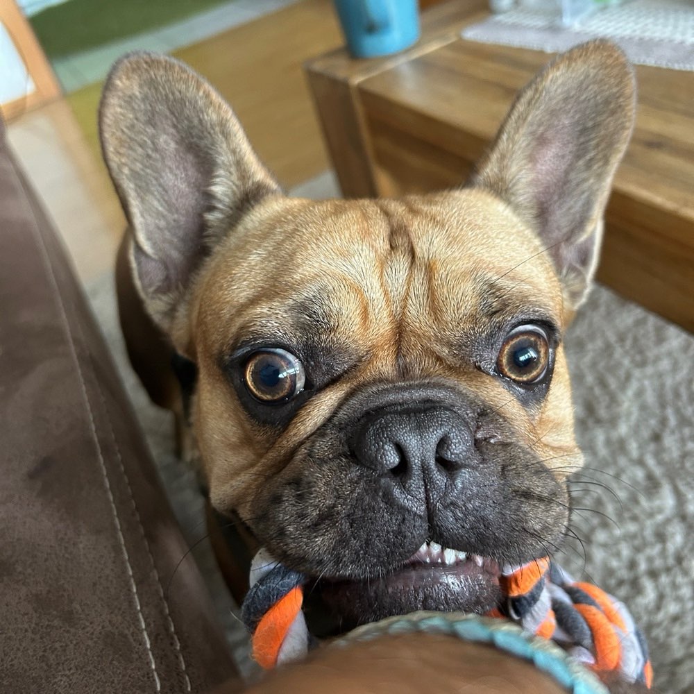 Hundetreffen-Gassirunde-Profilbild