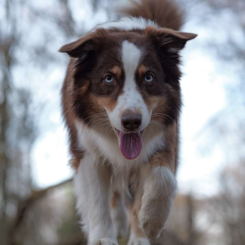 Hundetreffen-Spazieren ohne Leine-Profilbild