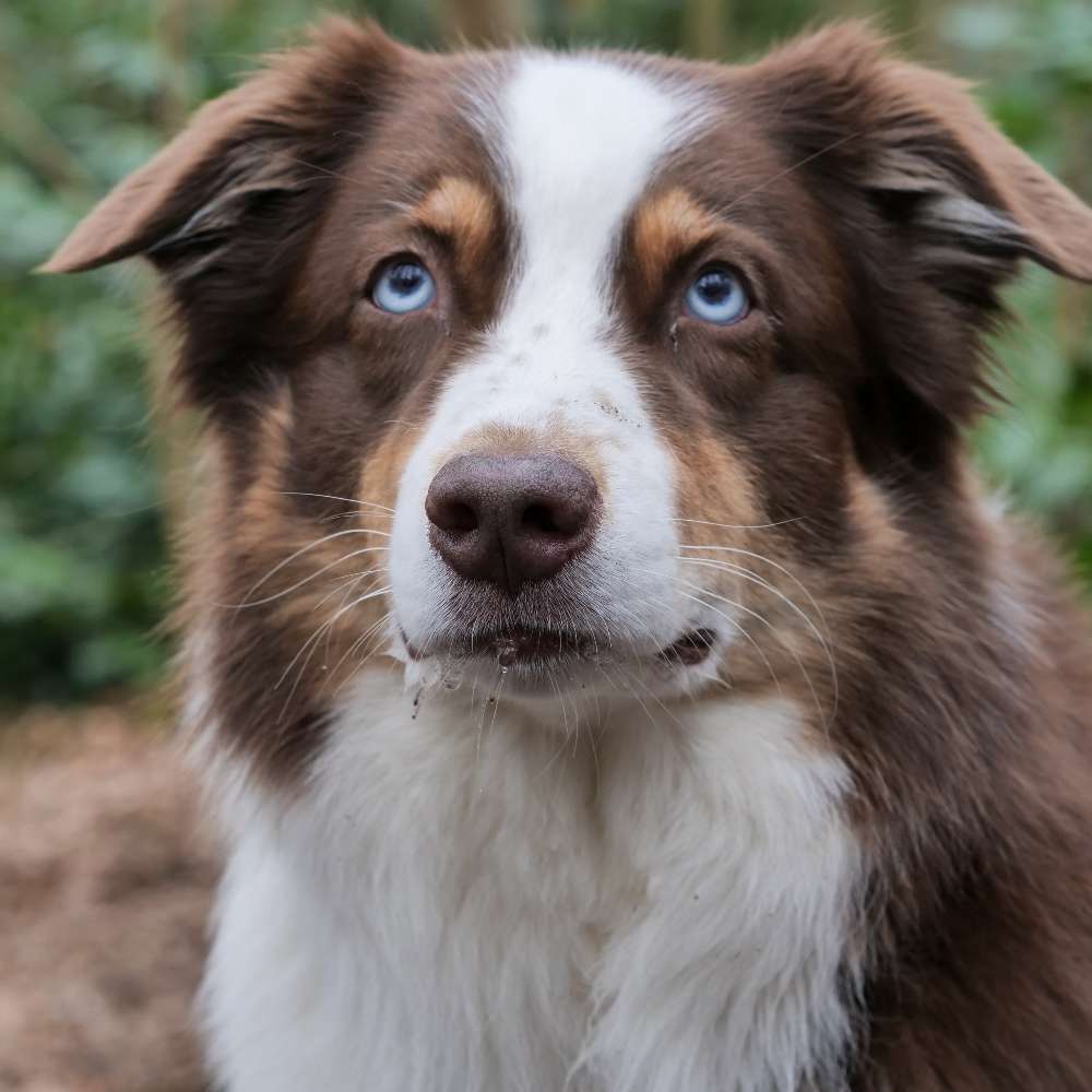 Hundetreffen-Spazieren ohne Leine-Profilbild