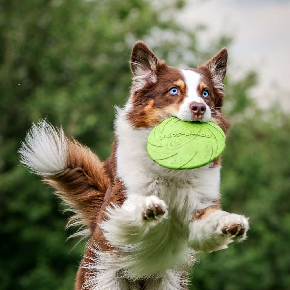 Hundetreffen-Spazieren ohne Leine-Profilbild