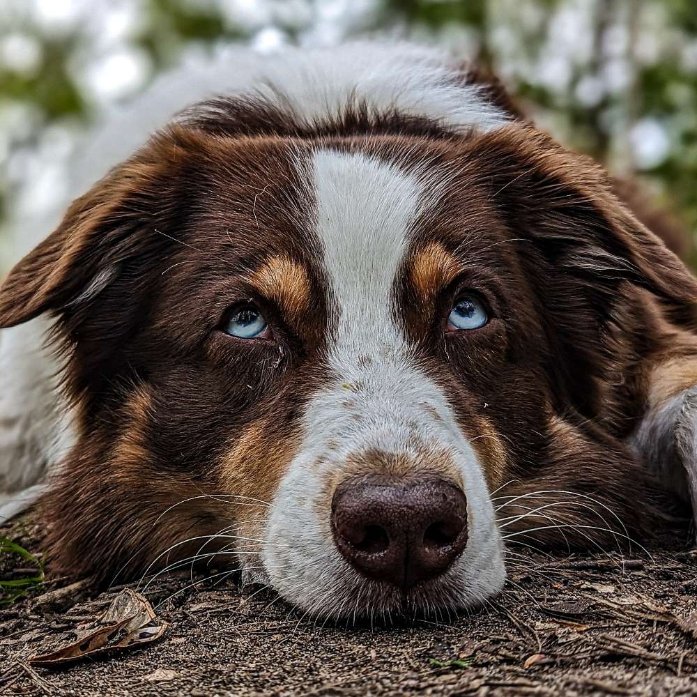 Hundetreffen-Spazieren ohne Leine-Profilbild