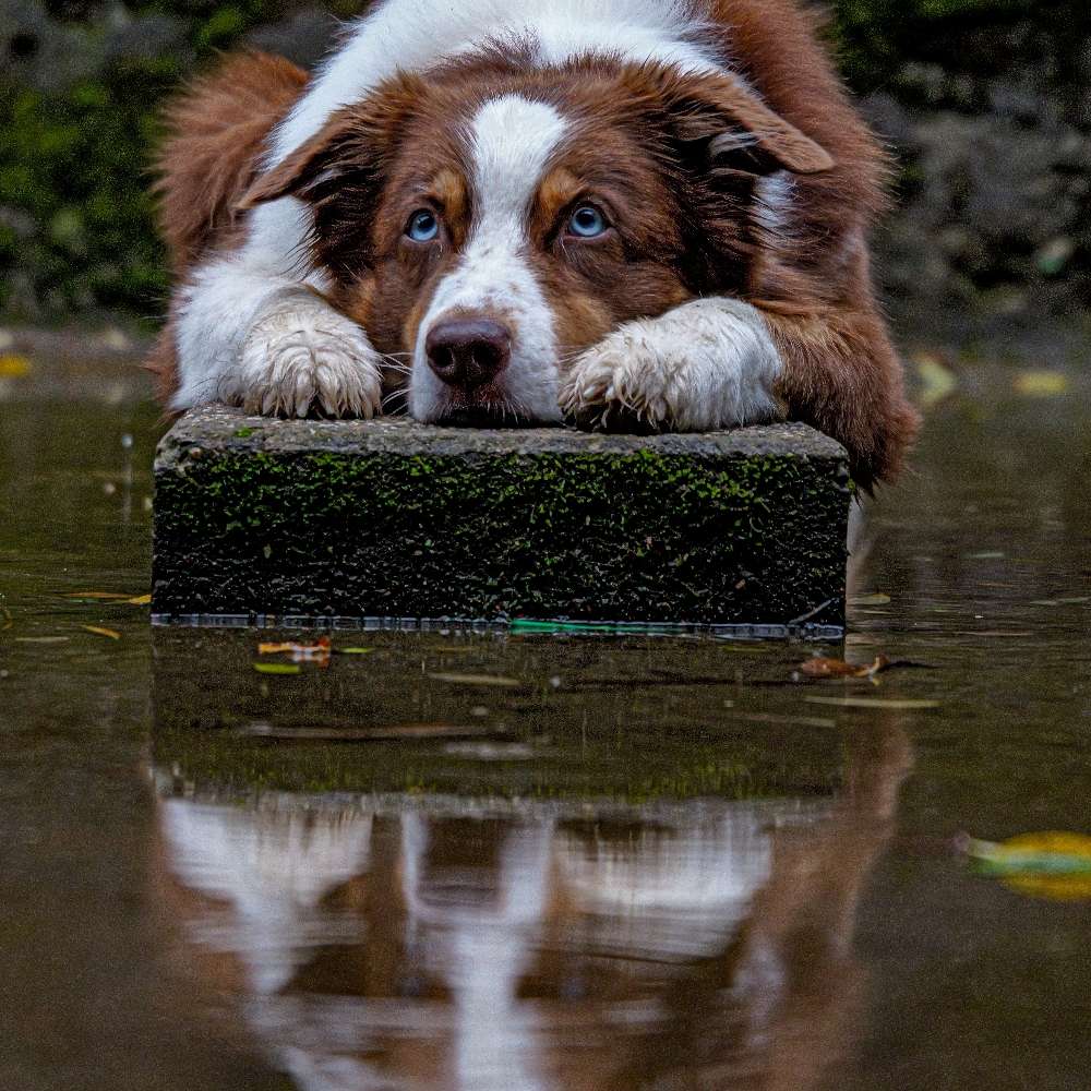 Hundetreffen-Spazieren ohne Leine-Profilbild