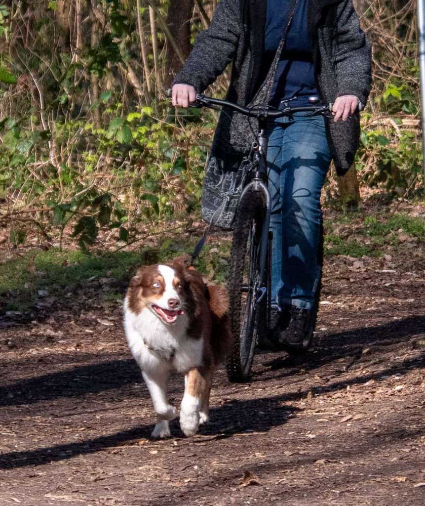 Hundetreffen-Dogscootern-Profilbild