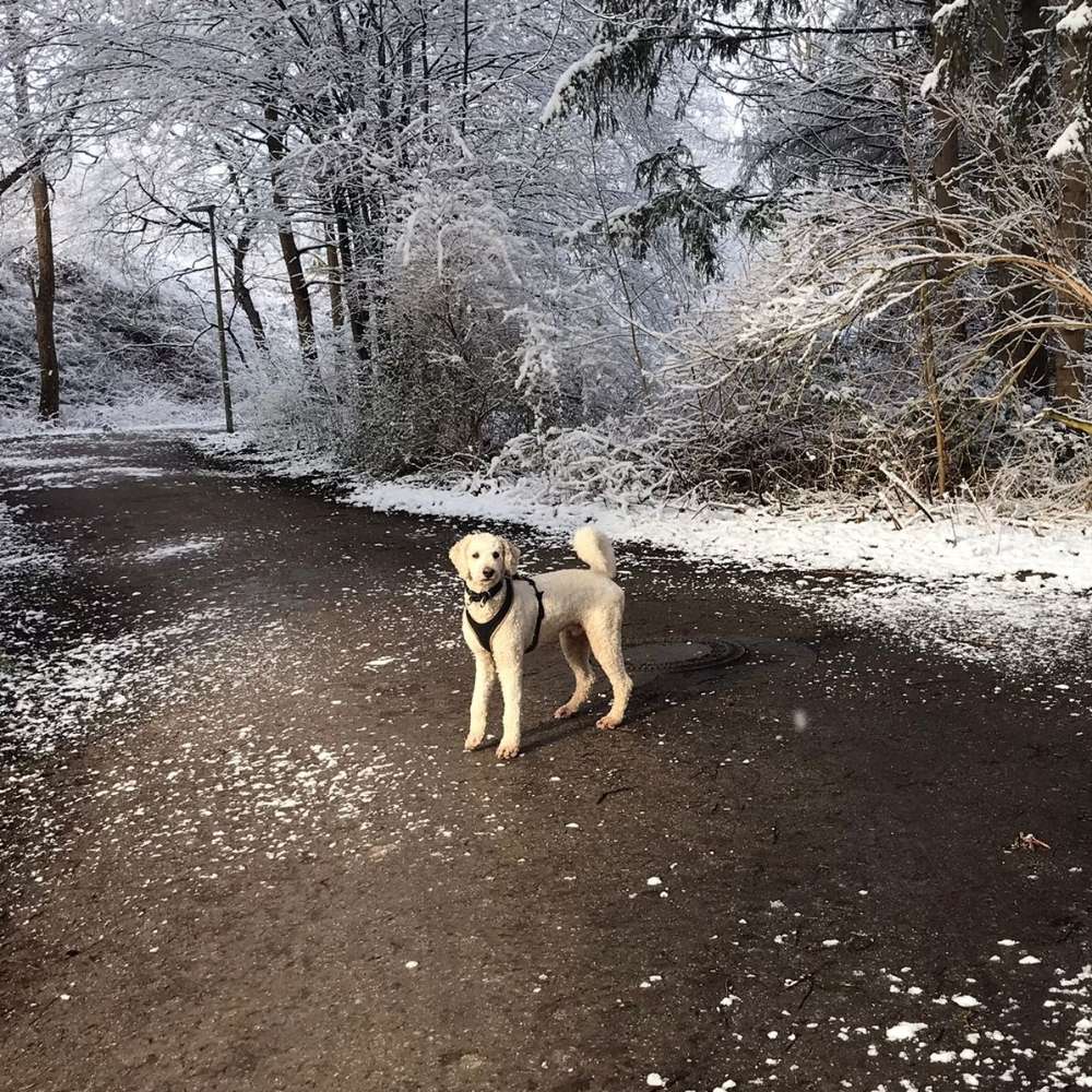 Hundetreffen-Gemeinsames Spazieren-Profilbild