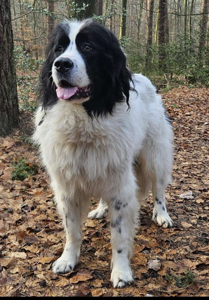 Hundetreffen-Gassirunde-Profilbild
