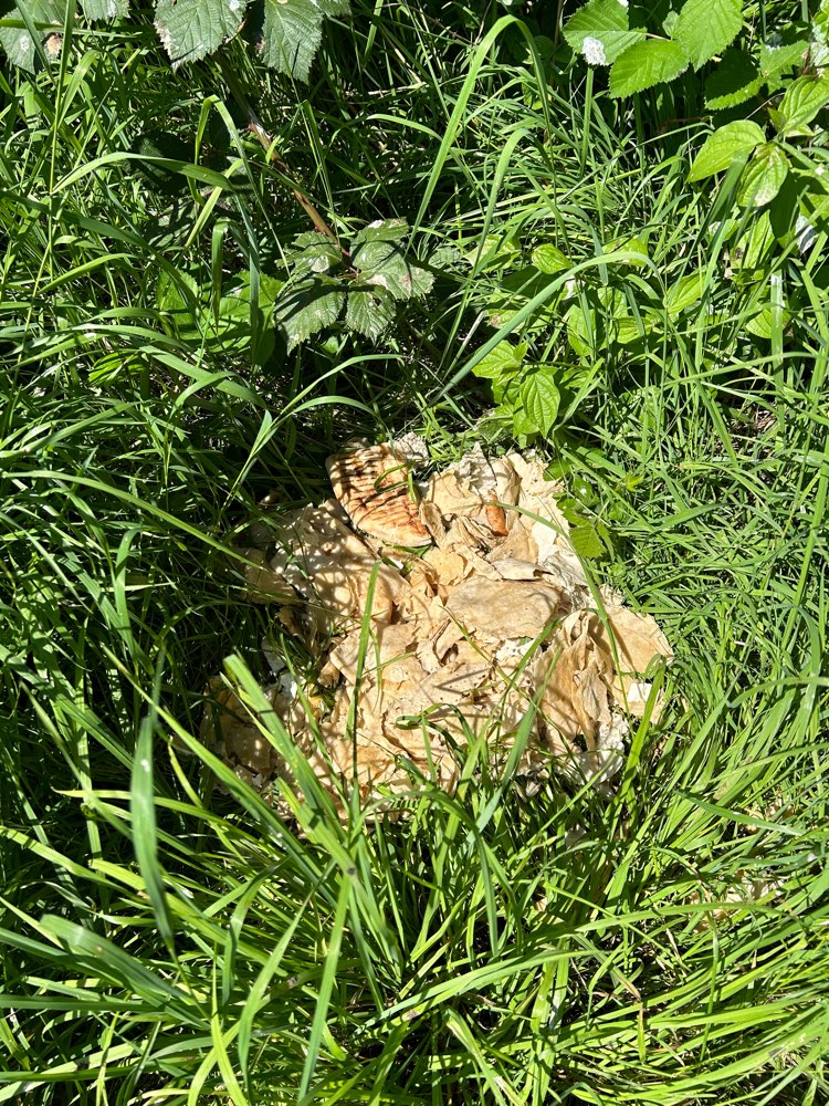 Giftköder-Essensreste, eventuell Giftköder-Profilbild